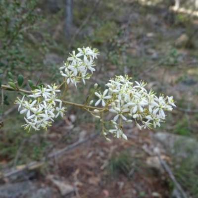 Bursaria spinosa subsp. lasiophylla (Australian Blackthorn) at Isaacs, ACT - 8 Feb 2019 by Mike