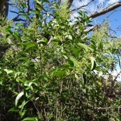 Ligustrum lucidum (Large-leaved Privet) at Isaacs, ACT - 7 Feb 2019 by Mike