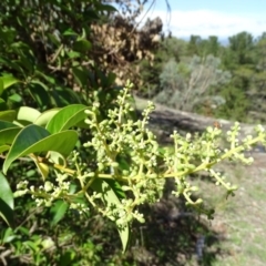 Ligustrum lucidum at Isaacs, ACT - 8 Feb 2019