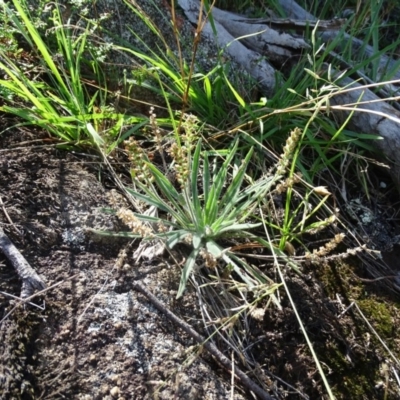 Plantago debilis (Shade Plantain) at Isaacs, ACT - 8 Feb 2019 by Mike