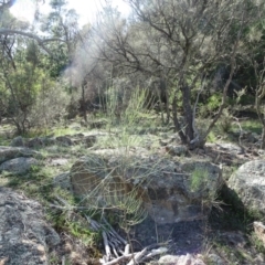 Allocasuarina verticillata (Drooping Sheoak) at Isaacs, ACT - 8 Feb 2019 by Mike