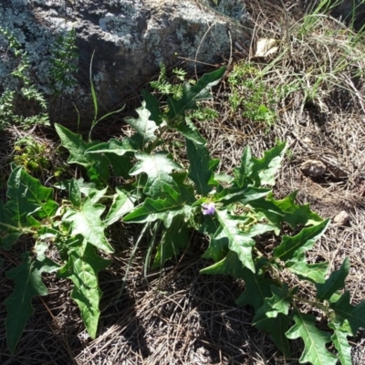 Solanum cinereum (Narrawa Burr) at Isaacs, ACT - 8 Feb 2019 by Mike