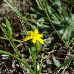 Hypoxis hygrometrica var. villosisepala (Golden Weather-grass) at Isaacs, ACT - 8 Feb 2019 by Mike