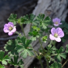 Geranium solanderi var. solanderi (Native Geranium) at Isaacs, ACT - 7 Feb 2019 by Mike