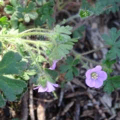 Geranium solanderi var. solanderi at Isaacs, ACT - 8 Feb 2019