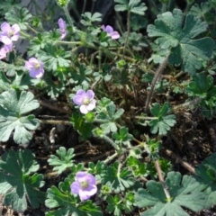 Geranium solanderi var. solanderi at Isaacs, ACT - 8 Feb 2019 10:18 AM