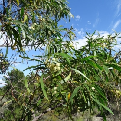 Acacia implexa (Hickory Wattle, Lightwood) at Isaacs, ACT - 7 Feb 2019 by Mike