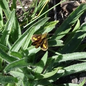 Ocybadistes walkeri at Isaacs, ACT - 8 Feb 2019