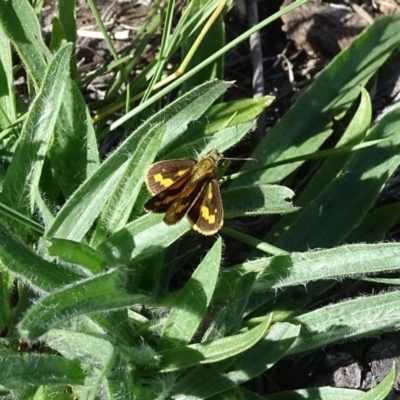 Ocybadistes walkeri (Green Grass-dart) at Isaacs, ACT - 7 Feb 2019 by Mike