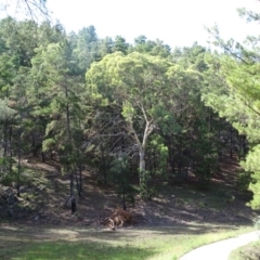 Eucalyptus polyanthemos (Red Box) at Isaacs Ridge - 8 Feb 2019 by Mike