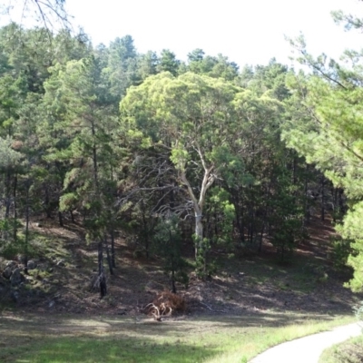 Eucalyptus polyanthemos (Red Box) at Isaacs, ACT - 7 Feb 2019 by Mike