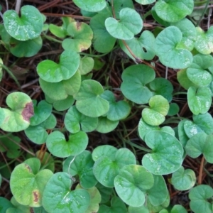 Dichondra repens at Isaacs, ACT - 8 Feb 2019 09:54 AM