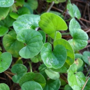 Dichondra repens at Isaacs, ACT - 8 Feb 2019 09:54 AM