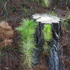 Pinus radiata (Monterey or Radiata Pine) at Isaacs, ACT - 7 Feb 2019 by Mike