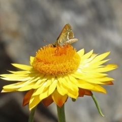 Taractrocera papyria (White-banded Grass-dart) at Acton, ACT - 8 Feb 2019 by RodDeb