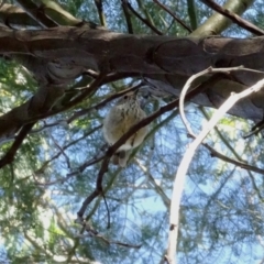 Acanthiza pusilla (Brown Thornbill) at Red Hill, ACT - 9 Feb 2019 by TomT