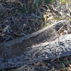 Papyrius nitidus (Shining Coconut Ant) at O'Malley, ACT - 9 Feb 2019 by Mike