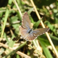 Theclinesthes serpentata at Fyshwick, ACT - 9 Feb 2019