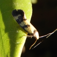 Olbonoma triptycha (Chezela Group) at Flynn, ACT - 9 Feb 2019 by Christine