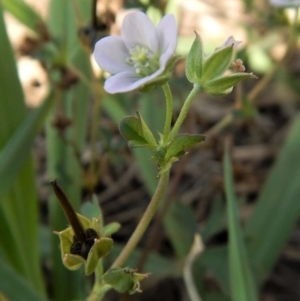 Geranium sp. Pleated sepals (D.E.Albrecht 4707) Vic. Herbarium at Cook, ACT - 7 Feb 2019 09:41 AM