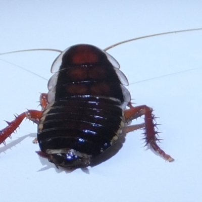 Drymaplaneta communis (Eastern Wood Runner, Common Shining Cockroach) at Kambah, ACT - 7 Feb 2019 by helenking
