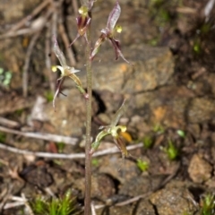 Acianthus exsertus (Large Mosquito Orchid) at Sassafras, NSW - 3 May 2014 by AlanS