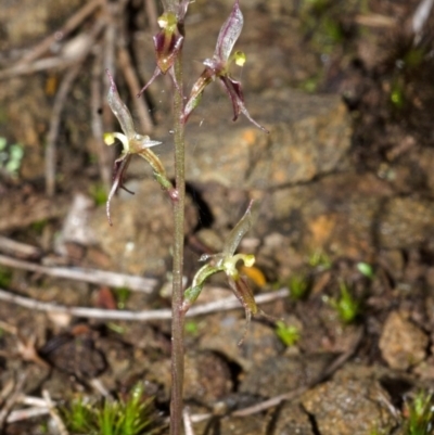 Acianthus exsertus (Large Mosquito Orchid) at Sassafras, NSW - 3 May 2014 by AlanS