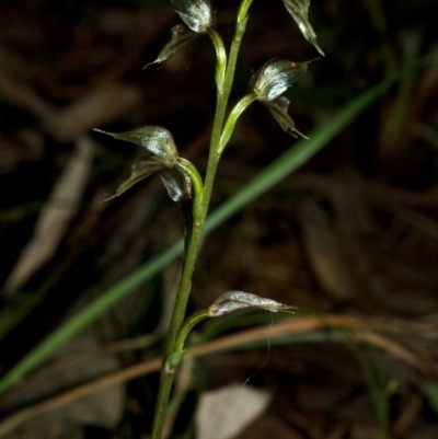 Acianthus fornicatus (Pixie-caps) at Browns Mountain, NSW - 29 Jun 2009 by AlanS