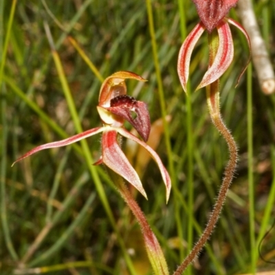 Caladenia tessellata (Thick-lip Spider Orchid) at Tianjara, NSW - 13 Oct 2005 by AlanS