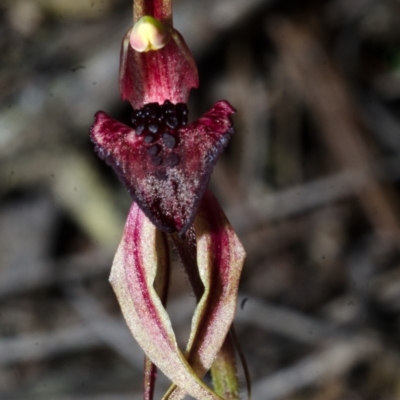 Caladenia tessellata (Thick-lip Spider Orchid) at Tianjara, NSW - 29 Oct 2016 by AlanS