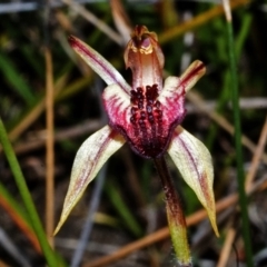 Caladenia tessellata (Thick-lip Spider Orchid) at Tianjara, NSW - 15 Oct 2005 by AlanS