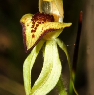 Caladenia tessellata (Thick-lip Spider Orchid) at Tianjara, NSW - 20 Oct 2007 by AlanS
