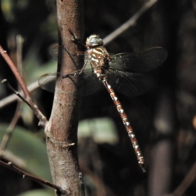 Austroaeschna unicornis (Unicorn Darner) at Paddys River, ACT - 10 Feb 2019 by JohnBundock