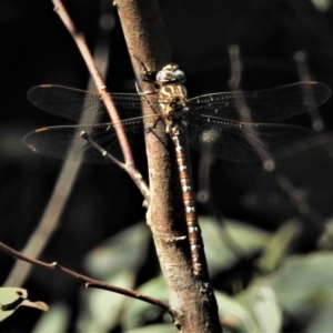 Austroaeschna unicornis at Paddys River, ACT - 10 Feb 2019