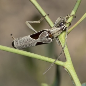 Uracanthus triangularis at Dunlop, ACT - 10 Feb 2019 01:52 PM