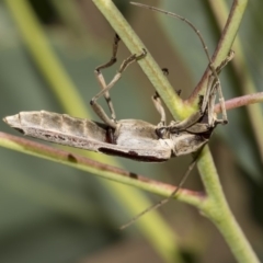 Uracanthus triangularis at Dunlop, ACT - 10 Feb 2019 01:52 PM