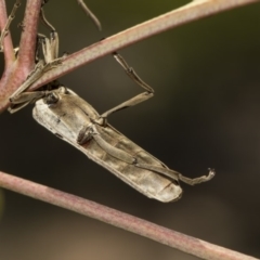 Uracanthus triangularis at Dunlop, ACT - 10 Feb 2019 01:52 PM