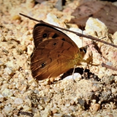 Heteronympha penelope (Shouldered Brown) at Paddys River, ACT - 10 Feb 2019 by JohnBundock