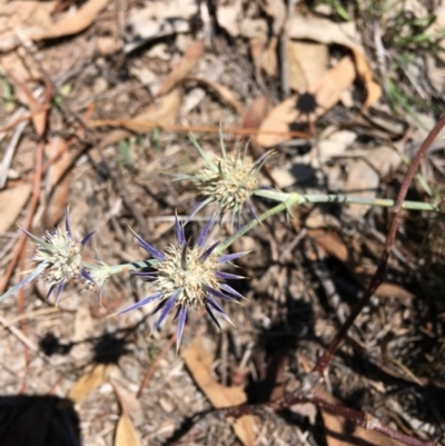 Eryngium ovinum (Blue Devil) at Hughes, ACT - 10 Feb 2019 by KL