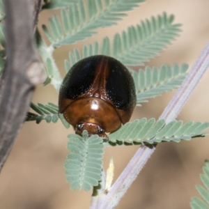 Dicranosterna immaculata at Dunlop, ACT - 10 Feb 2019 01:38 PM