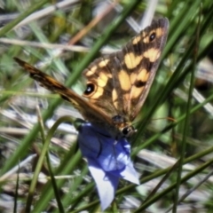 Heteronympha cordace (Bright-eyed Brown) at Booth, ACT - 9 Feb 2019 by JohnBundock