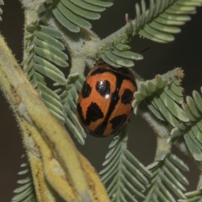 Peltoschema oceanica (Oceanica leaf beetle) at Dunlop, ACT - 10 Feb 2019 by AlisonMilton