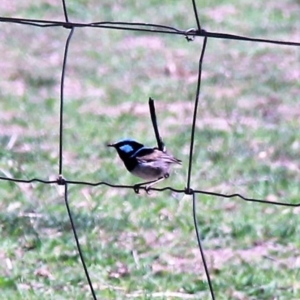 Malurus cyaneus at Murrumbateman, NSW - 10 Feb 2019