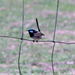 Malurus cyaneus at Murrumbateman, NSW - 10 Feb 2019 03:09 PM