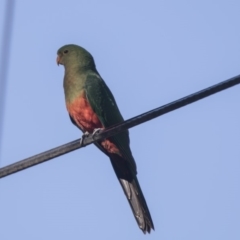 Alisterus scapularis (Australian King-Parrot) at Hawker, ACT - 9 Feb 2019 by Alison Milton