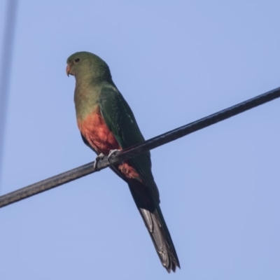 Alisterus scapularis (Australian King-Parrot) at Hawker, ACT - 9 Feb 2019 by Alison Milton