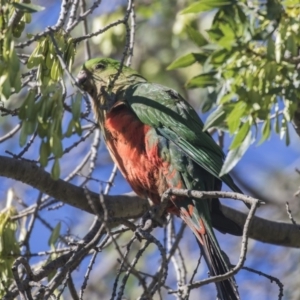 Alisterus scapularis at Hawker, ACT - 10 Feb 2019