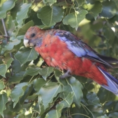 Platycercus elegans (Crimson Rosella) at Hawker, ACT - 9 Feb 2019 by Alison Milton