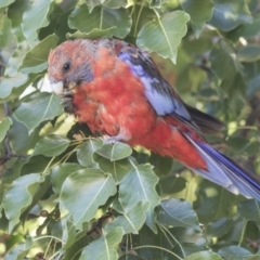 Platycercus elegans at Hawker, ACT - 10 Feb 2019