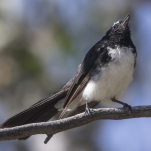 Rhipidura leucophrys at Hawker, ACT - 10 Feb 2019